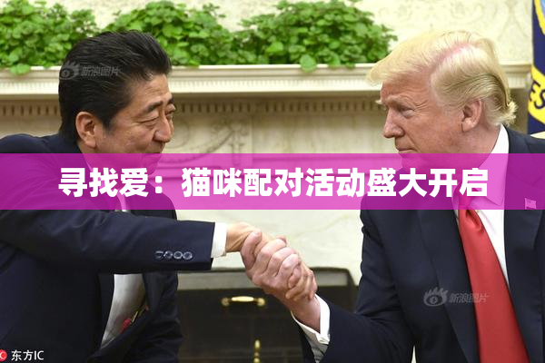 寻找爱：猫咪配对活动盛大开启