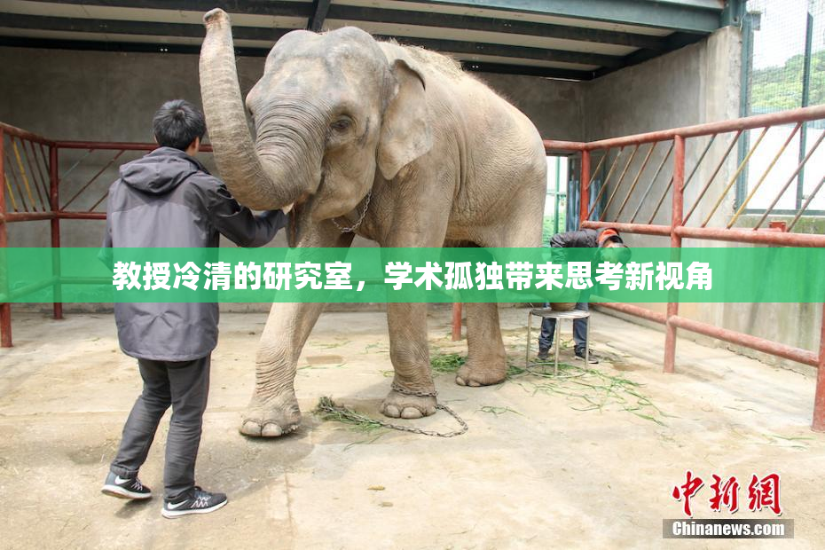 教授冷清的研究室，学术孤独带来思考新视角