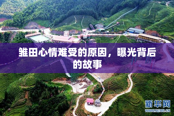 雏田心情难受的原因，曝光背后的故事