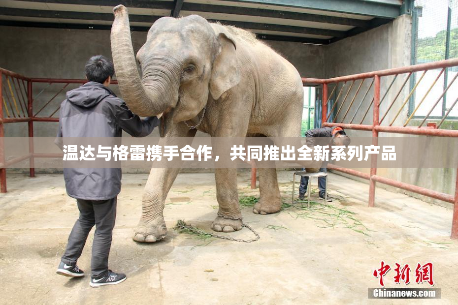 温达与格雷携手合作，共同推出全新系列产品