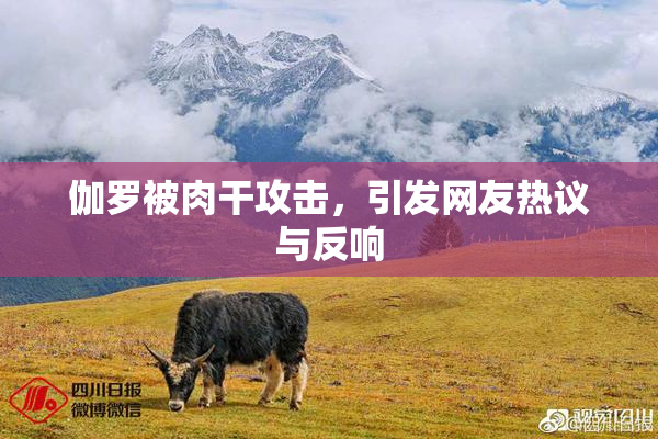 伽罗被肉干攻击，引发网友热议与反响