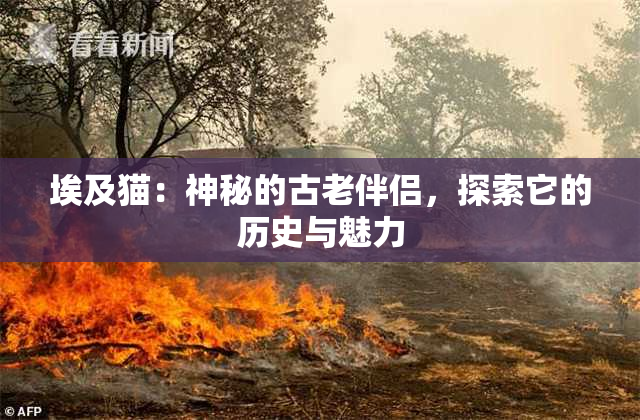 埃及猫：神秘的古老伴侣，探索它的历史与魅力