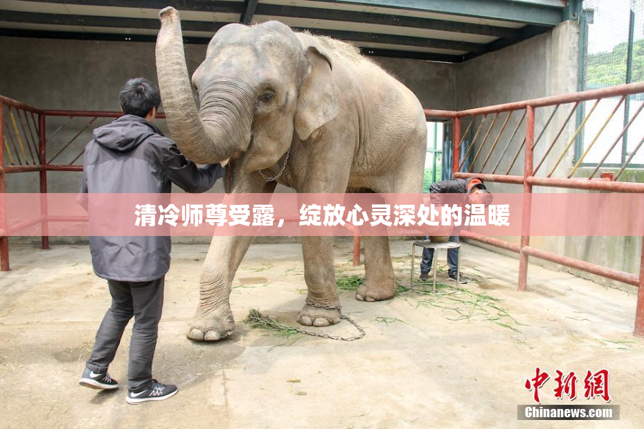 清冷师尊受露，绽放心灵深处的温暖