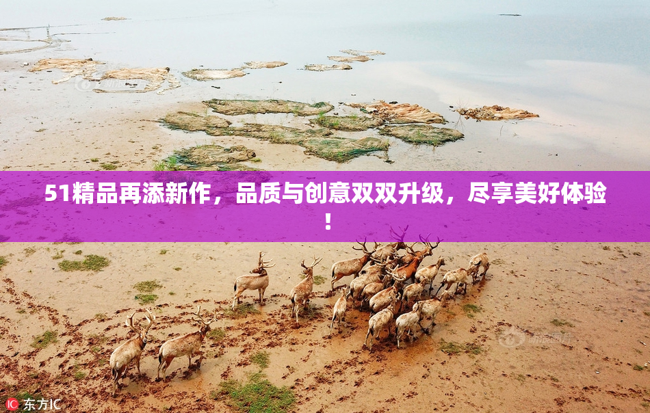 51精品再添新作，品质与创意双双升级，尽享美好体验！