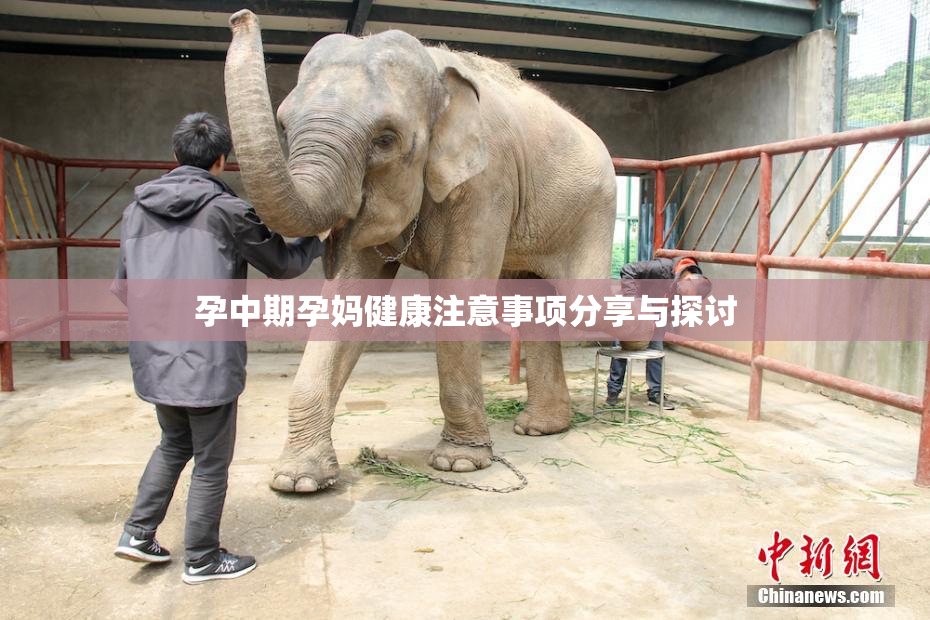 孕中期孕妈健康注意事项分享与探讨