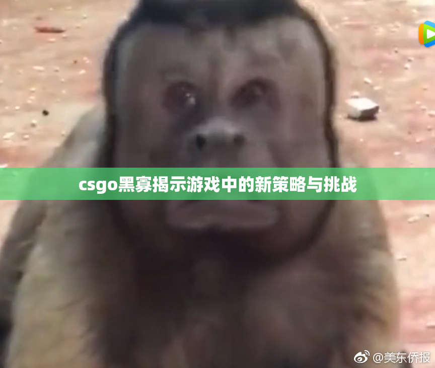 csgo黑寡揭示游戏中的新策略与挑战