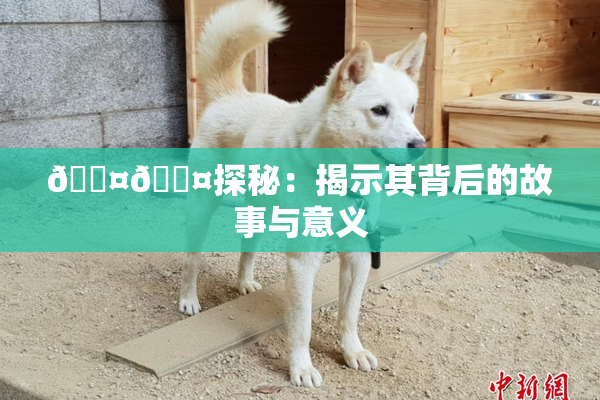 🐤🐤探秘：揭示其背后的故事与意义