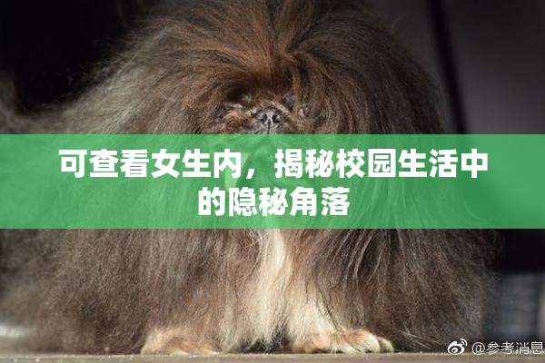 可查看女生内，揭秘校园生活中的隐秘角落
