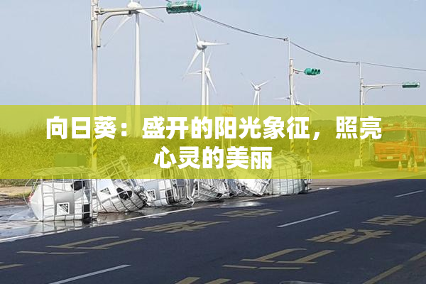 向日葵：盛开的阳光象征，照亮心灵的美丽
