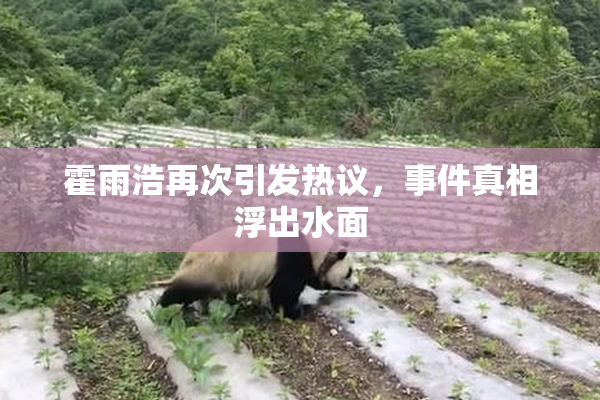 霍雨浩再次引发热议，事件真相浮出水面