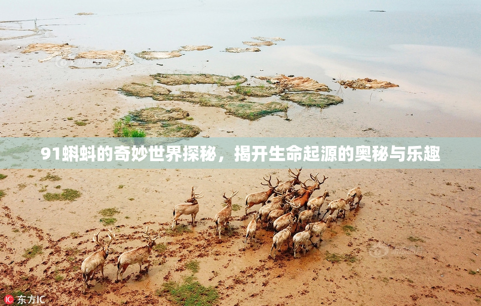 91蝌蚪的奇妙世界探秘，揭开生命起源的奥秘与乐趣