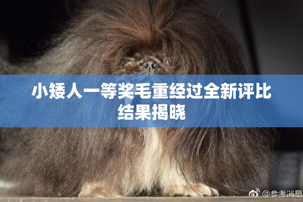 小矮人一等奖毛重经过全新评比结果揭晓