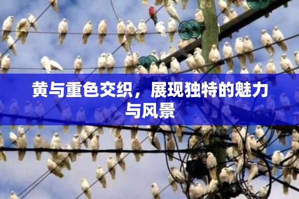 黄与重色交织，展现独特的魅力与风景