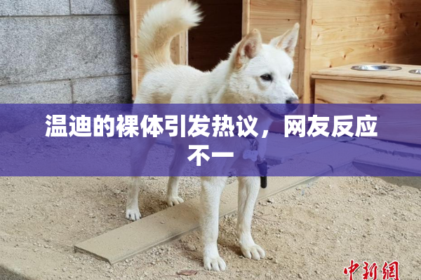 温迪的裸体引发热议，网友反应不一