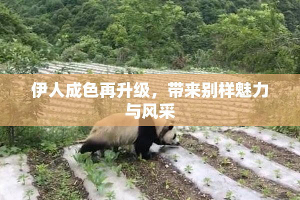 伊人成色再升级，带来别样魅力与风采