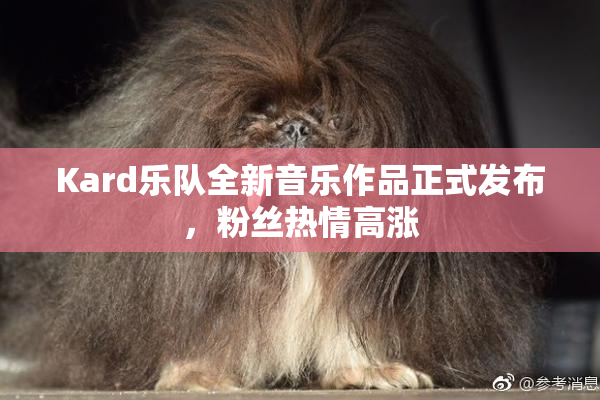 Kard乐队全新音乐作品正式发布，粉丝热情高涨