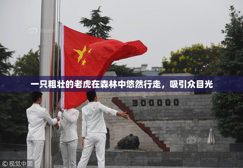 一只粗壮的老虎在森林中悠然行走，吸引众目光