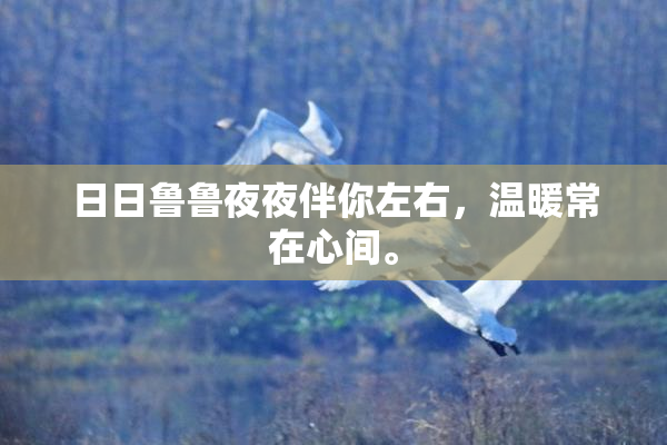 日日鲁鲁夜夜伴你左右，温暖常在心间。