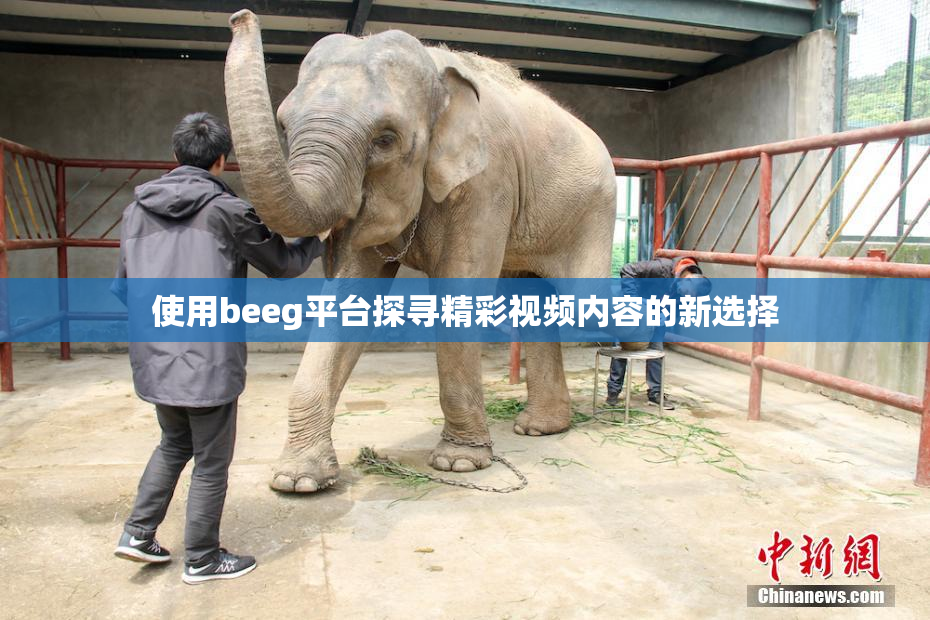 使用beeg平台探寻精彩视频内容的新选择