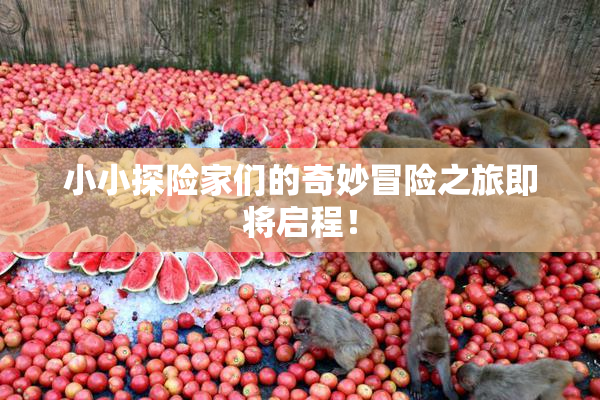 小小探险家们的奇妙冒险之旅即将启程！
