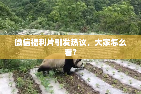 微信福利片引发热议，大家怎么看？