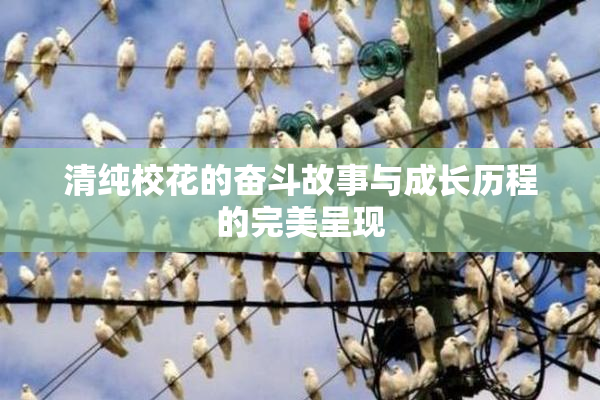 清纯校花的奋斗故事与成长历程的完美呈现