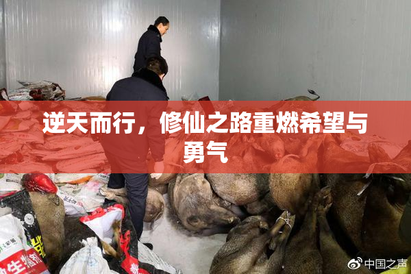 逆天而行，修仙之路重燃希望与勇气
