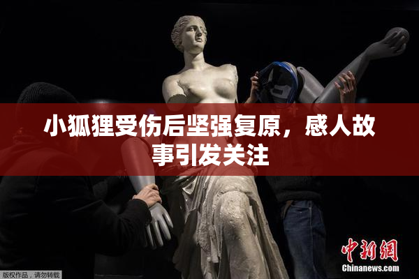 小狐狸受伤后坚强复原，感人故事引发关注