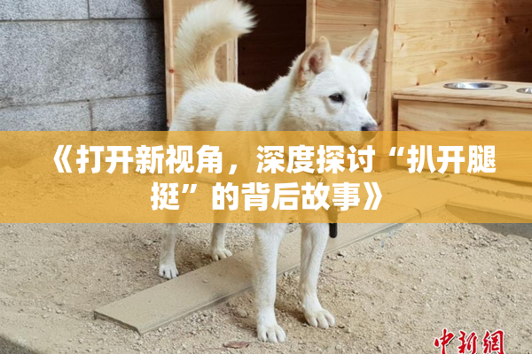 《打开新视角，深度探讨“扒开腿挺”的背后故事》