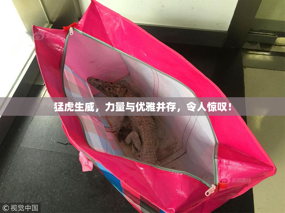 猛虎生威，力量与优雅并存，令人惊叹！