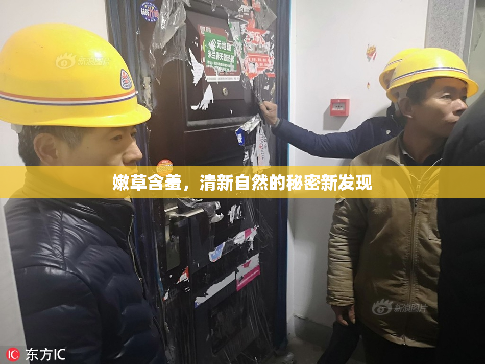 嫩草含羞，清新自然的秘密新发现