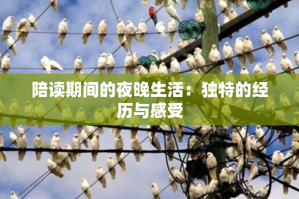 陪读期间的夜晚生活：独特的经历与感受