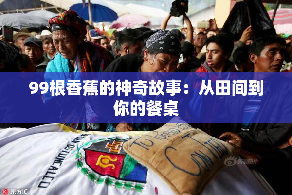 99根香蕉的神奇故事：从田间到你的餐桌