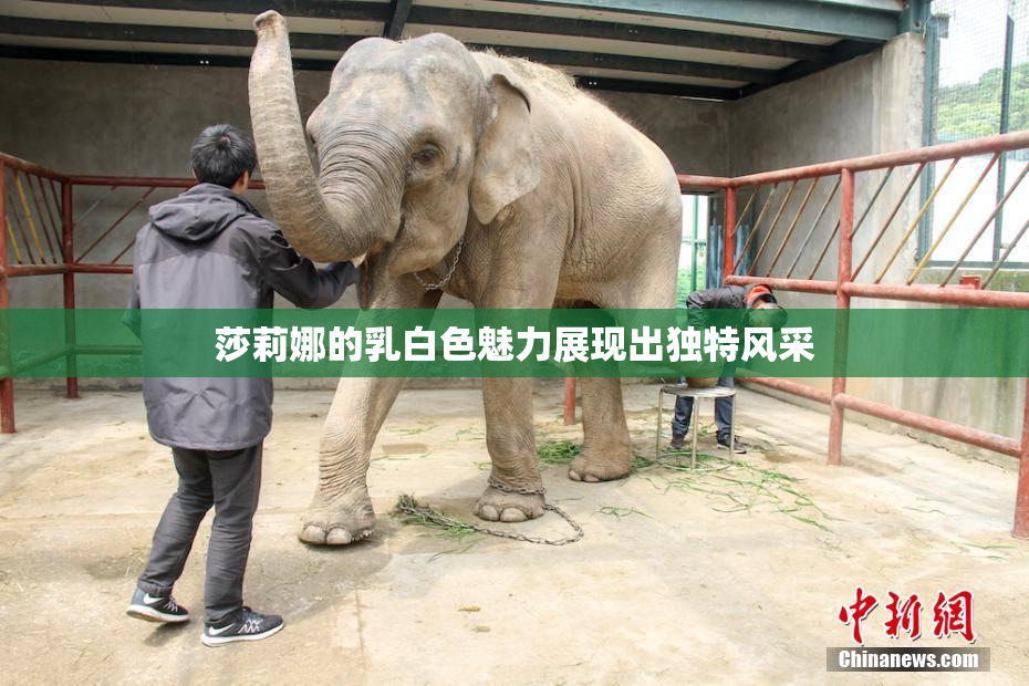 莎莉娜的乳白色魅力展现出独特风采