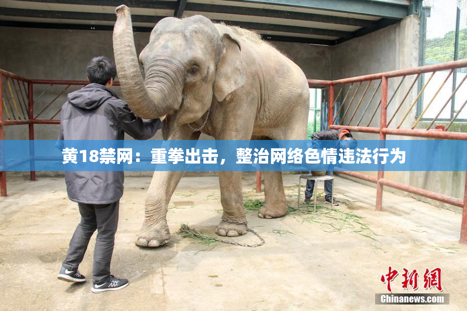 黄18禁网：重拳出击，整治网络色情违法行为