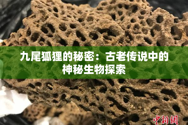 九尾狐狸的秘密：古老传说中的神秘生物探索