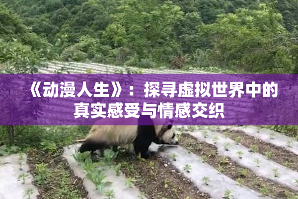 《动漫人生》：探寻虚拟世界中的真实感受与情感交织