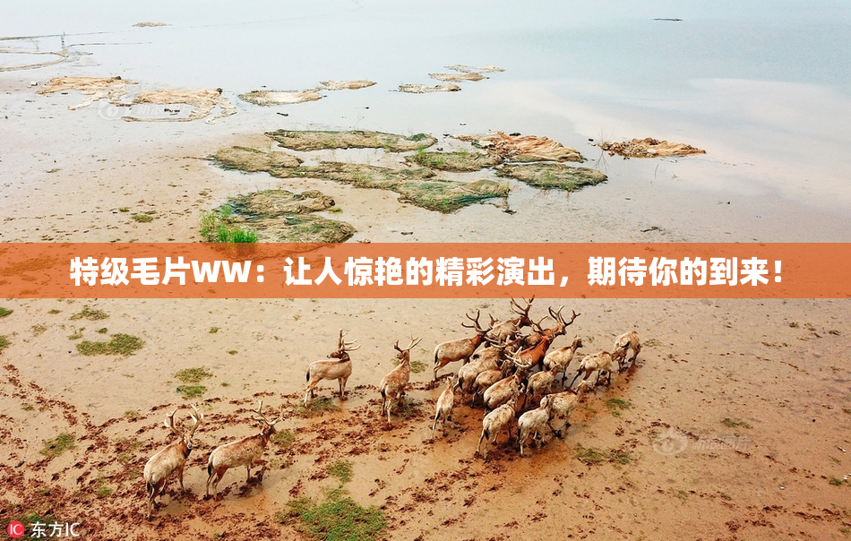 特级毛片WW：让人惊艳的精彩演出，期待你的到来！