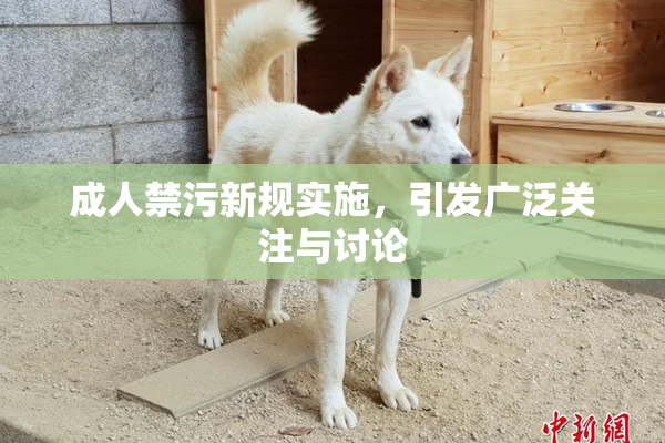 成人禁污新规实施，引发广泛关注与讨论
