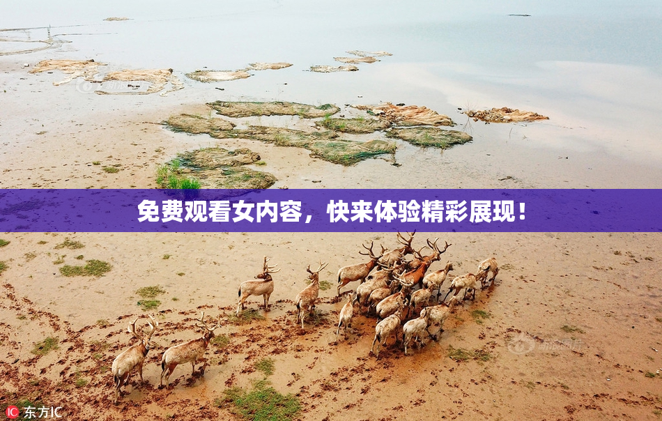 免费观看女内容，快来体验精彩展现！