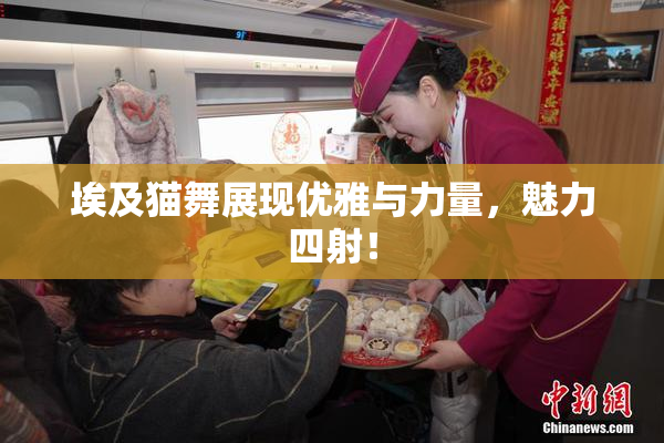 埃及猫舞展现优雅与力量，魅力四射！
