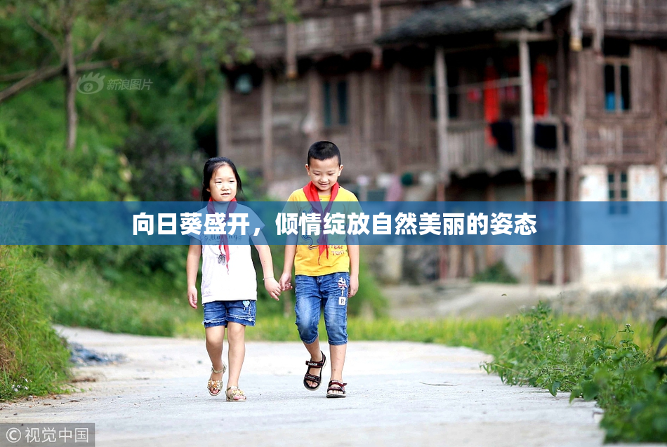 向日葵盛开，倾情绽放自然美丽的姿态