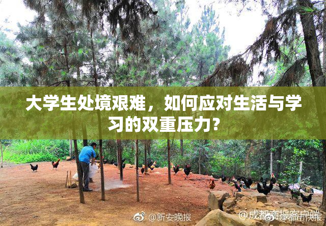 大学生处境艰难，如何应对生活与学习的双重压力？