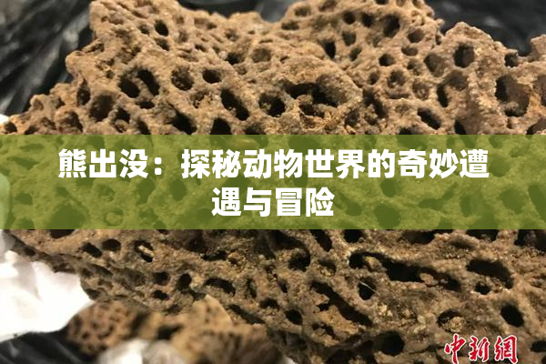熊出没：探秘动物世界的奇妙遭遇与冒险