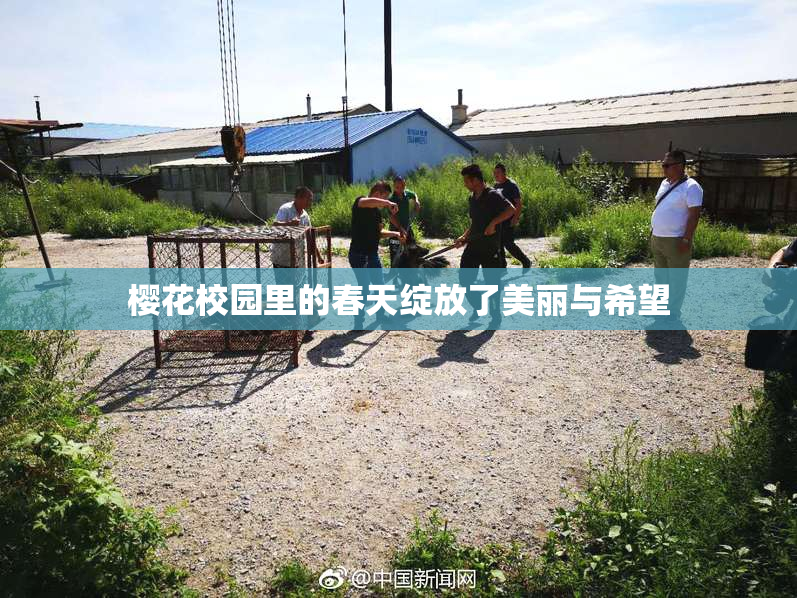 樱花校园里的春天绽放了美丽与希望