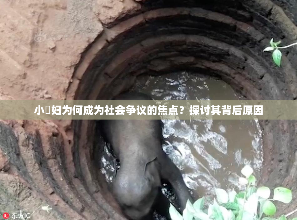 小婬妇为何成为社会争议的焦点？探讨其背后原因