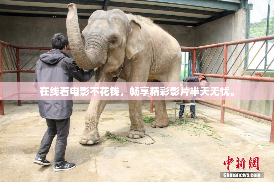 在线看电影不花钱，畅享精彩影片半天无忧。