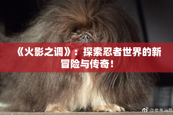 《火影之调》：探索忍者世界的新冒险与传奇！
