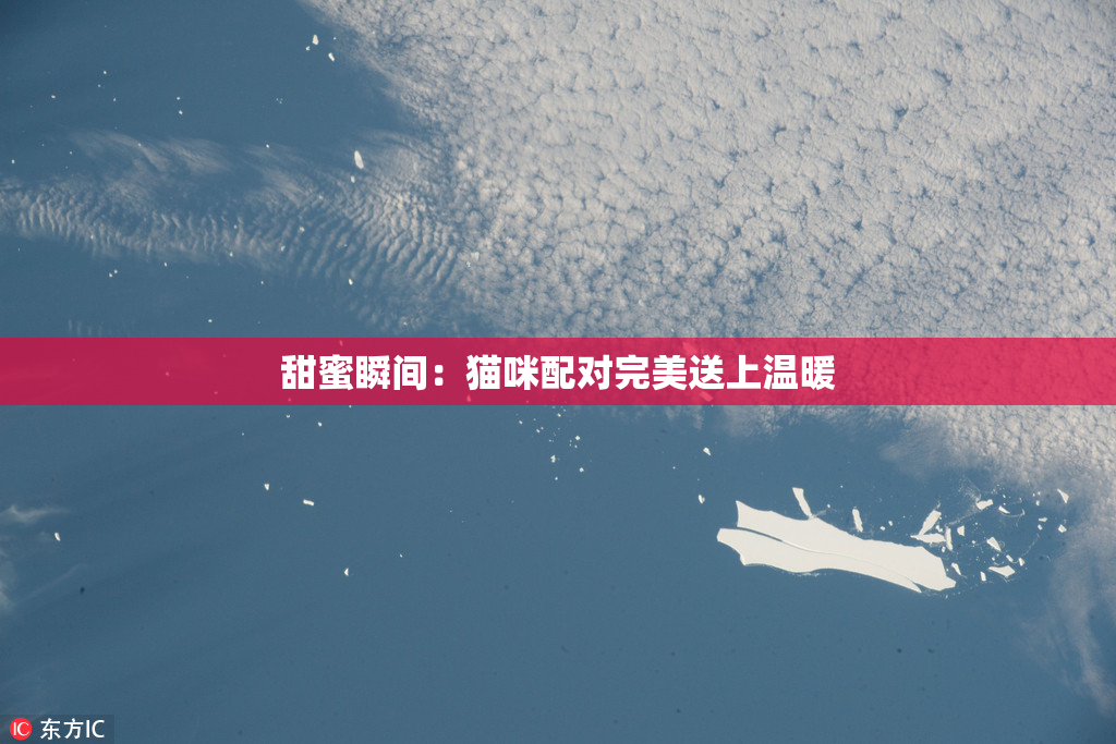 甜蜜瞬间：猫咪配对完美送上温暖