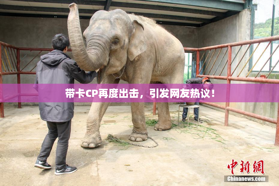 带卡CP再度出击，引发网友热议！